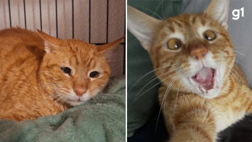 'Me partiu o coração', diz novo tutor de gato que estava triste após ser devolvido por ser 'dependente demais'