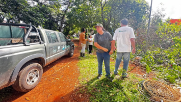 VÍDEO: tamanduá-bandeira é solto em área de mata após resgate no Centro de Piracicaba